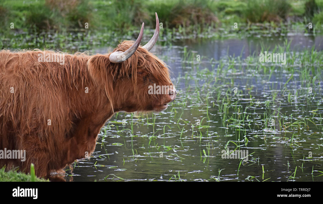 Highland cattle in water hi-res stock photography and images - Alamy