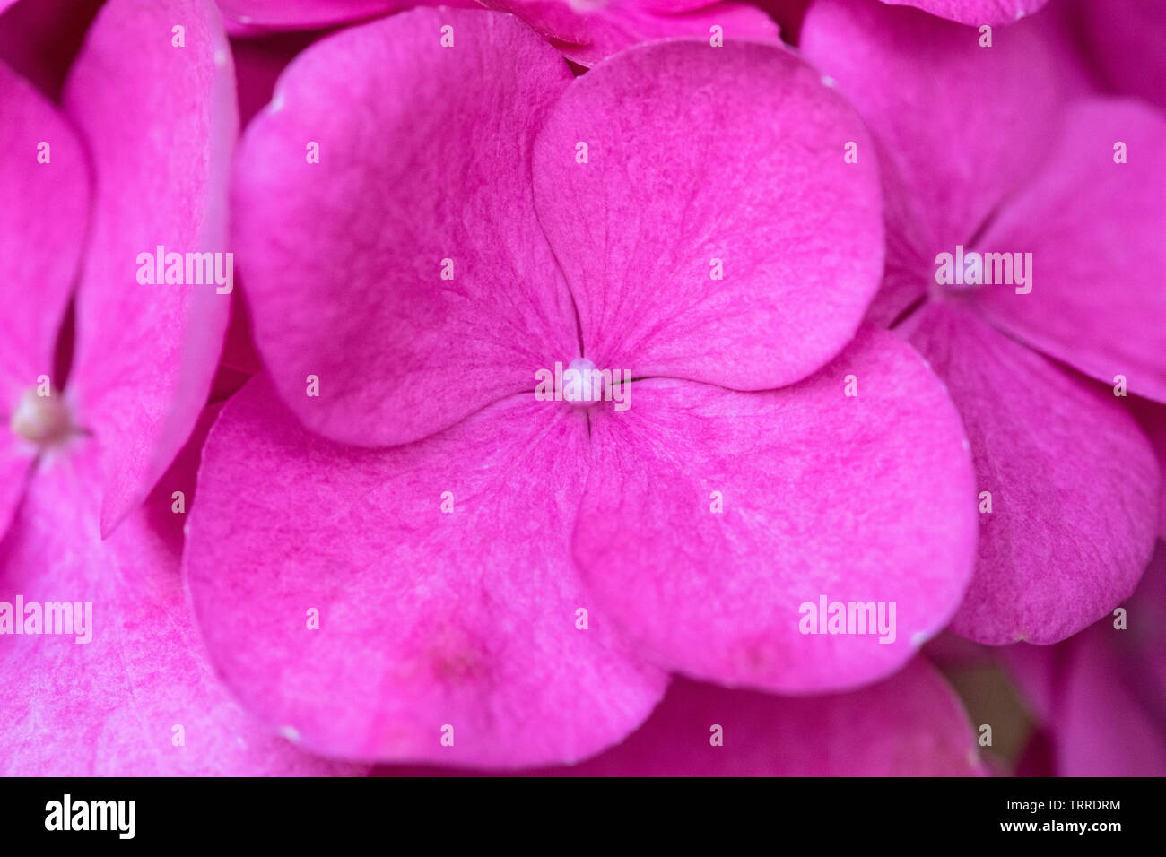 A close-up shot of a Busy Lizzie flower, also known as Impatiens walleriana. Stock Photo