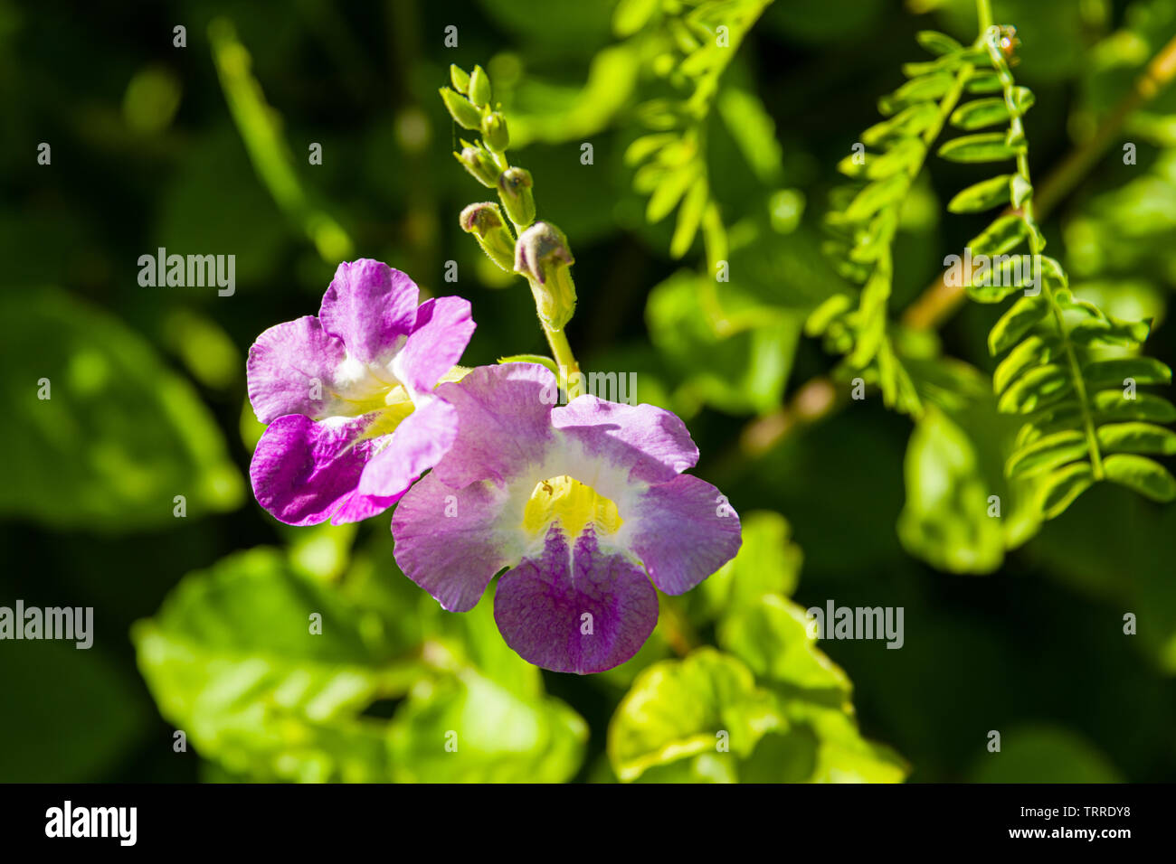 Purple hawaii flowers hi-res stock photography and images - Alamy