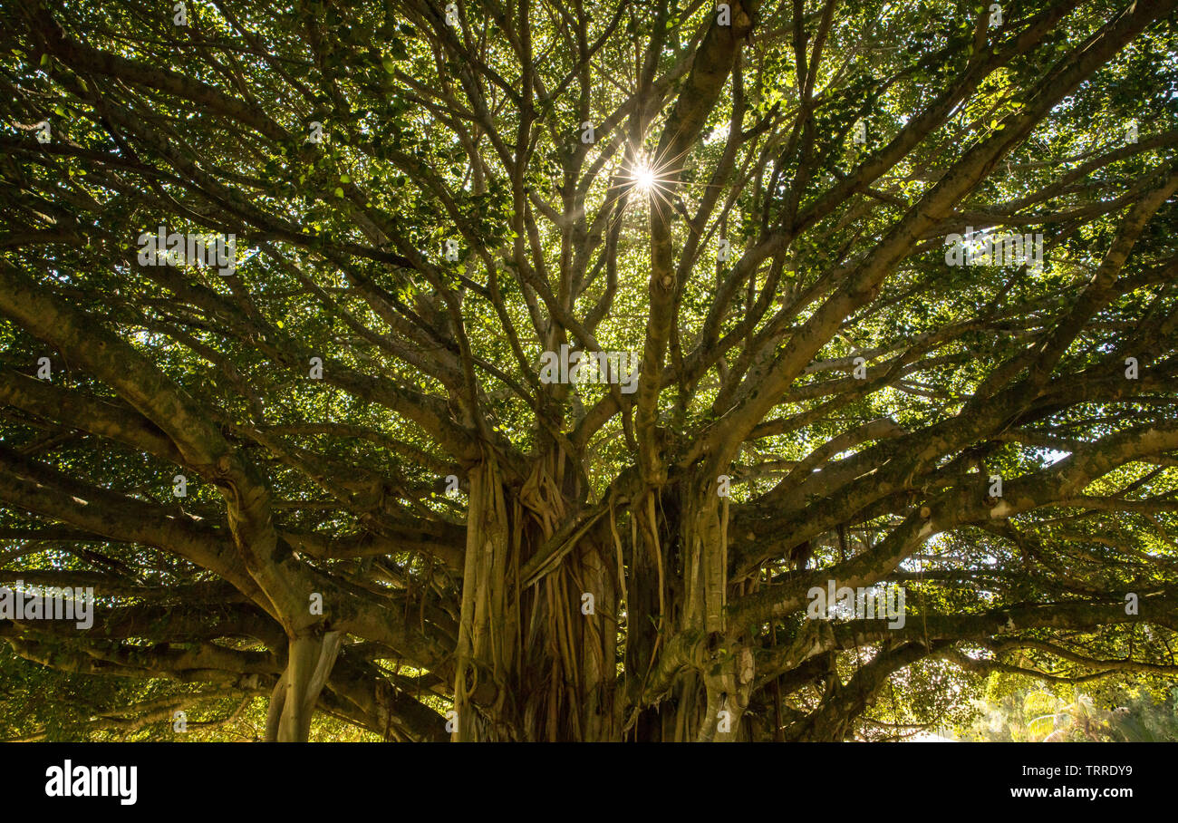 Sun peeking through a banyan tree Stock Photo - Alamy