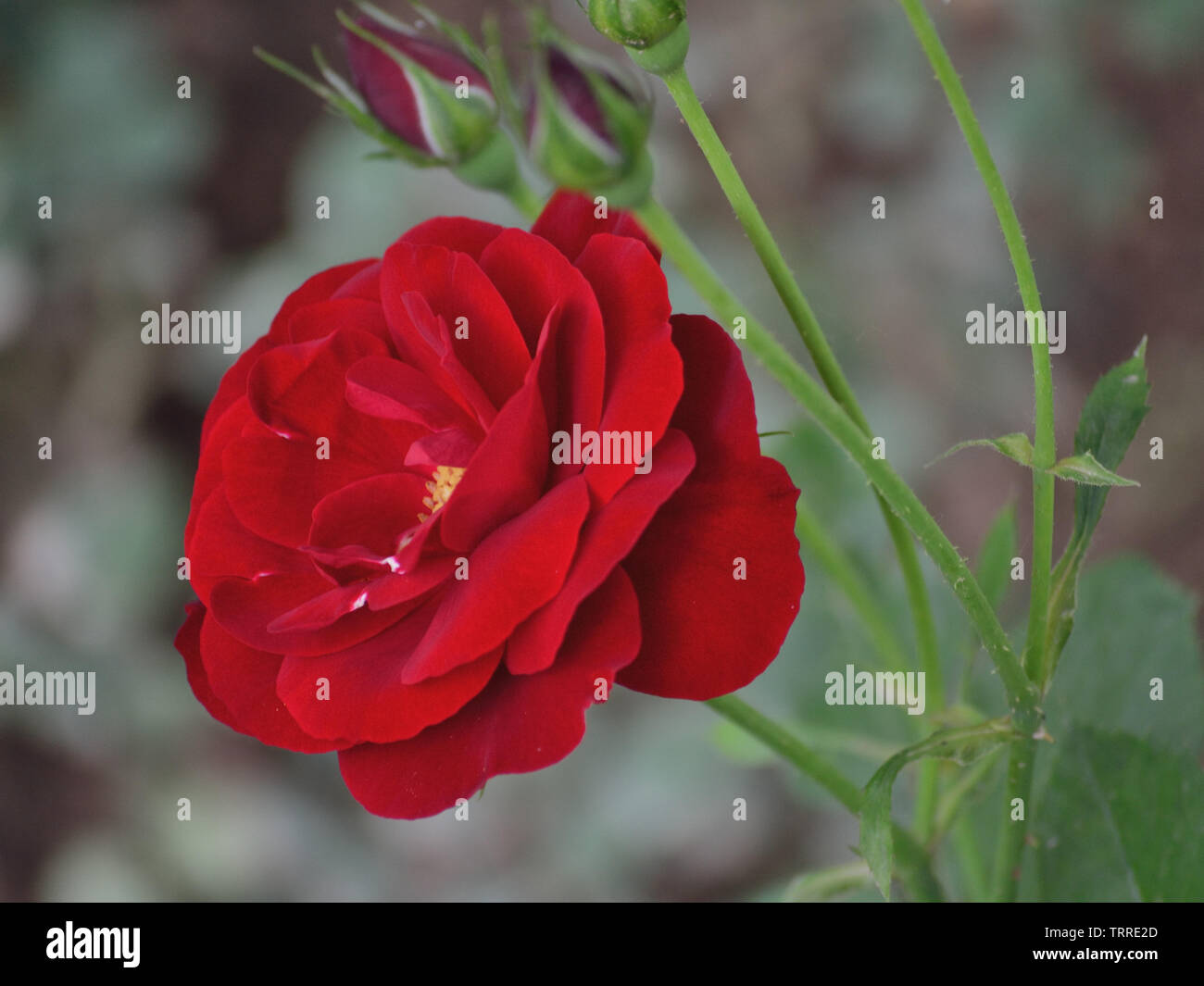 Red rose flower in spring Stock Photo