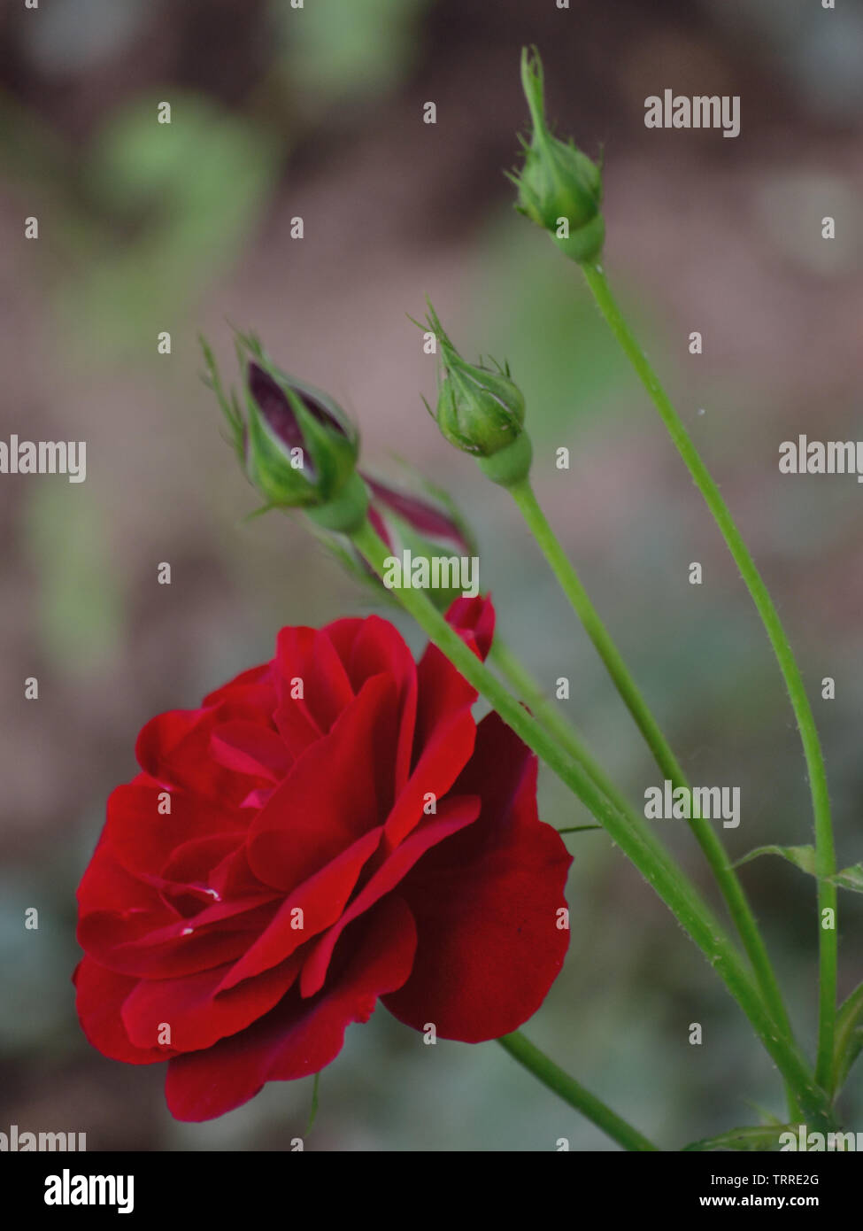 Red rose in spring Stock Photo