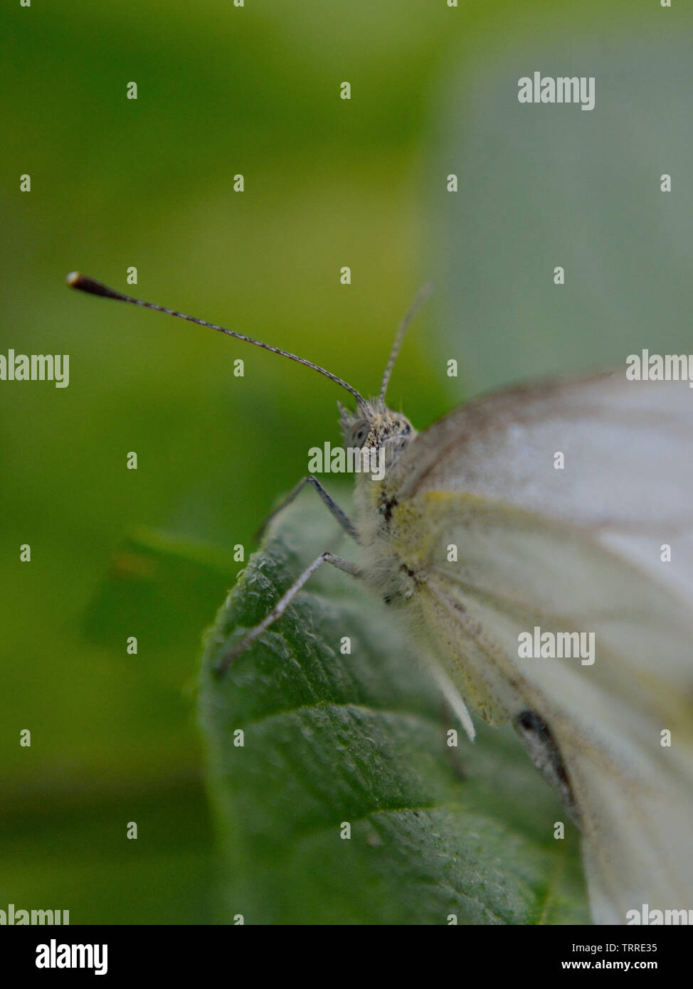 Murfs Wildlife Green Veined White Butterfly