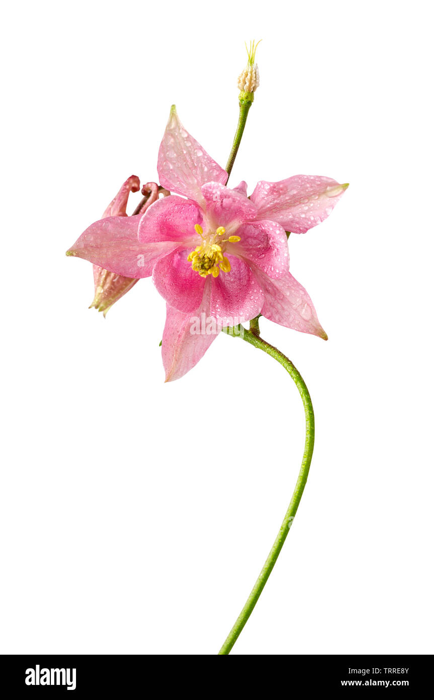 Pink flower of aquilegia or Aquilegia vulgaris fresh flower with water drops. Image included clipping path Stock Photo