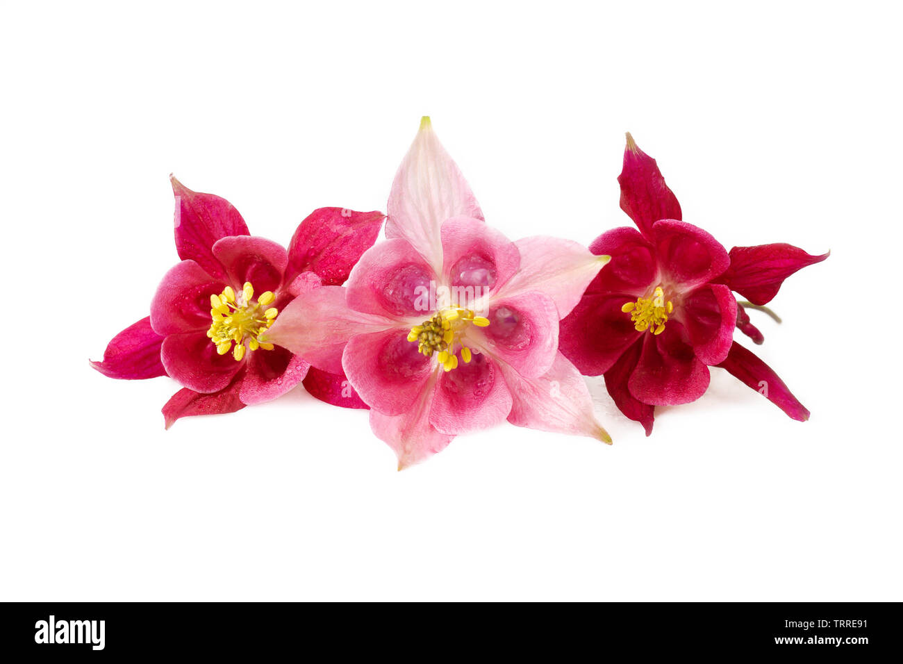 three red pink flower of aquilegia or akelei fresh flowers with water drops isolated on white background Stock Photo