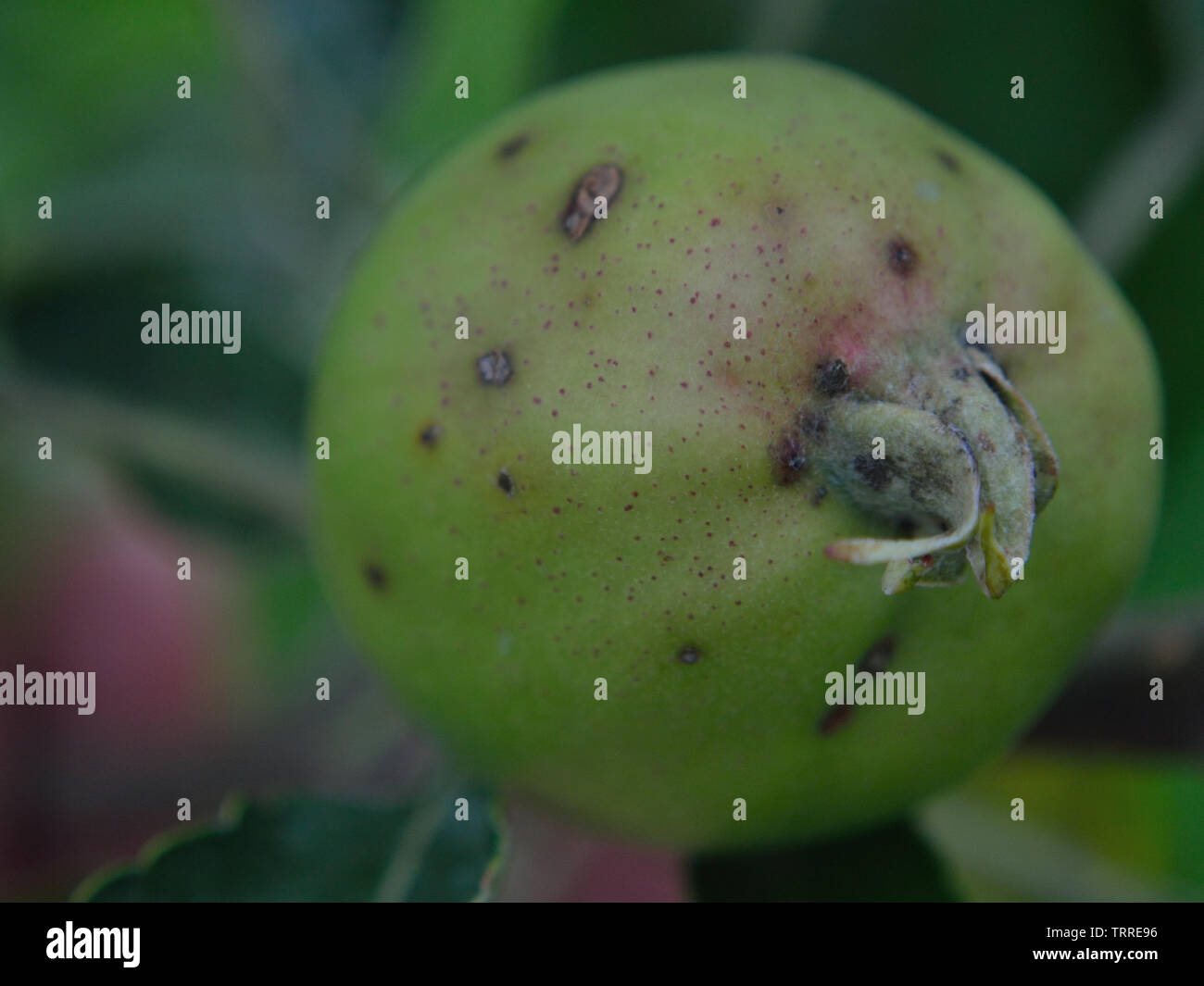 Apple disease Stock Photo