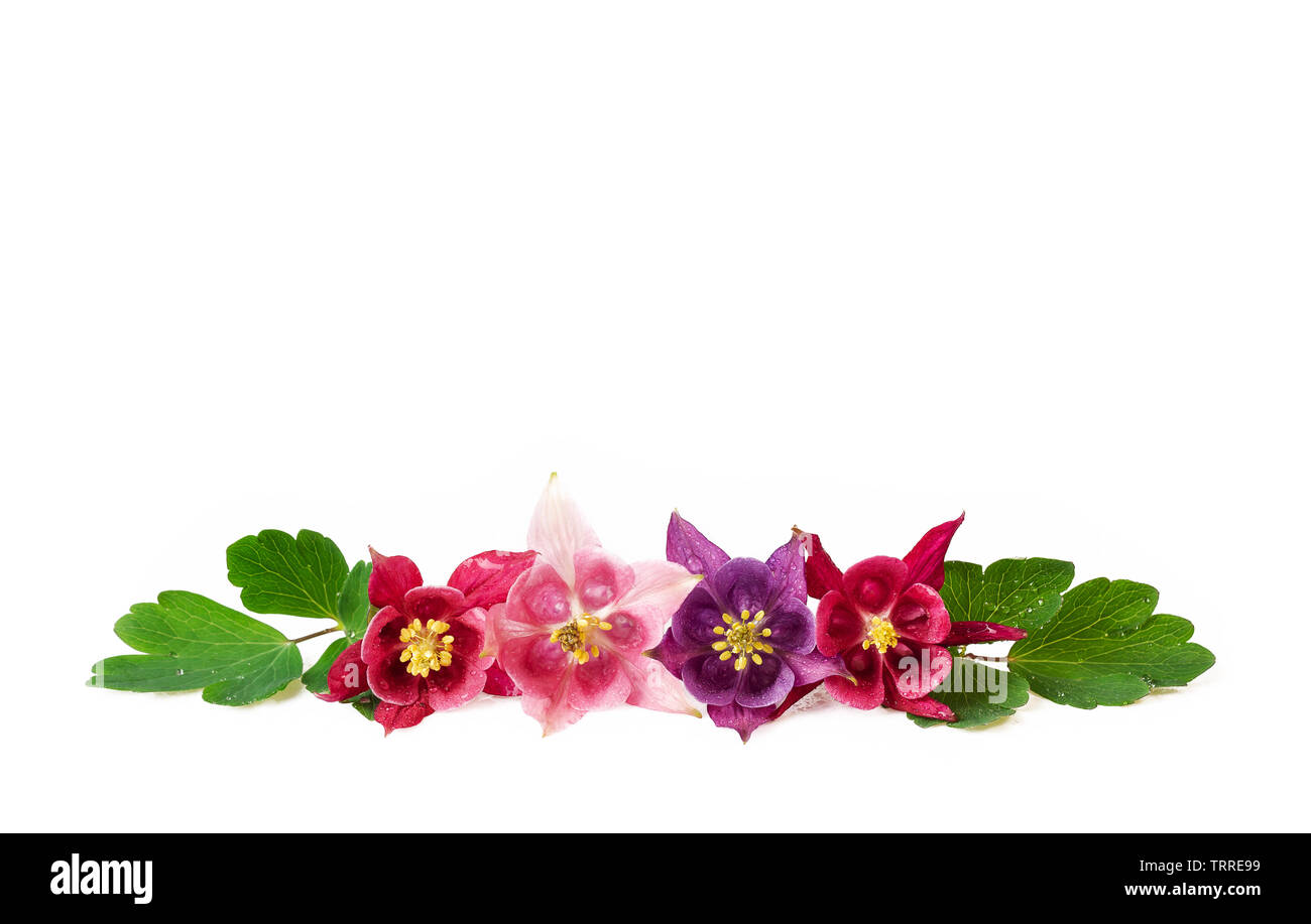 various of aquilegia flowers in a row isolated on white red pink purple fresh flowers with water drops Stock Photo