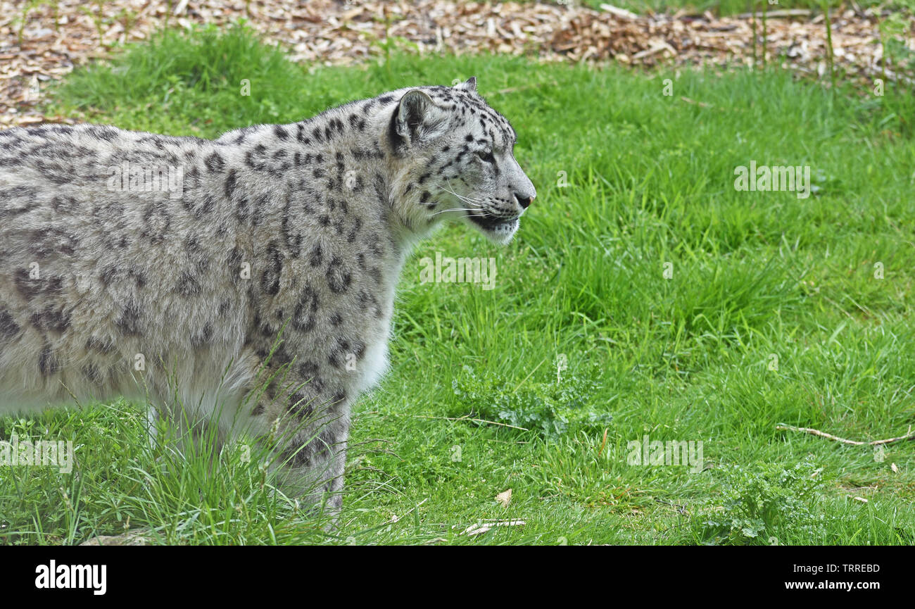 Snow Leopard - in Enclosure - Portrait Stock Photo