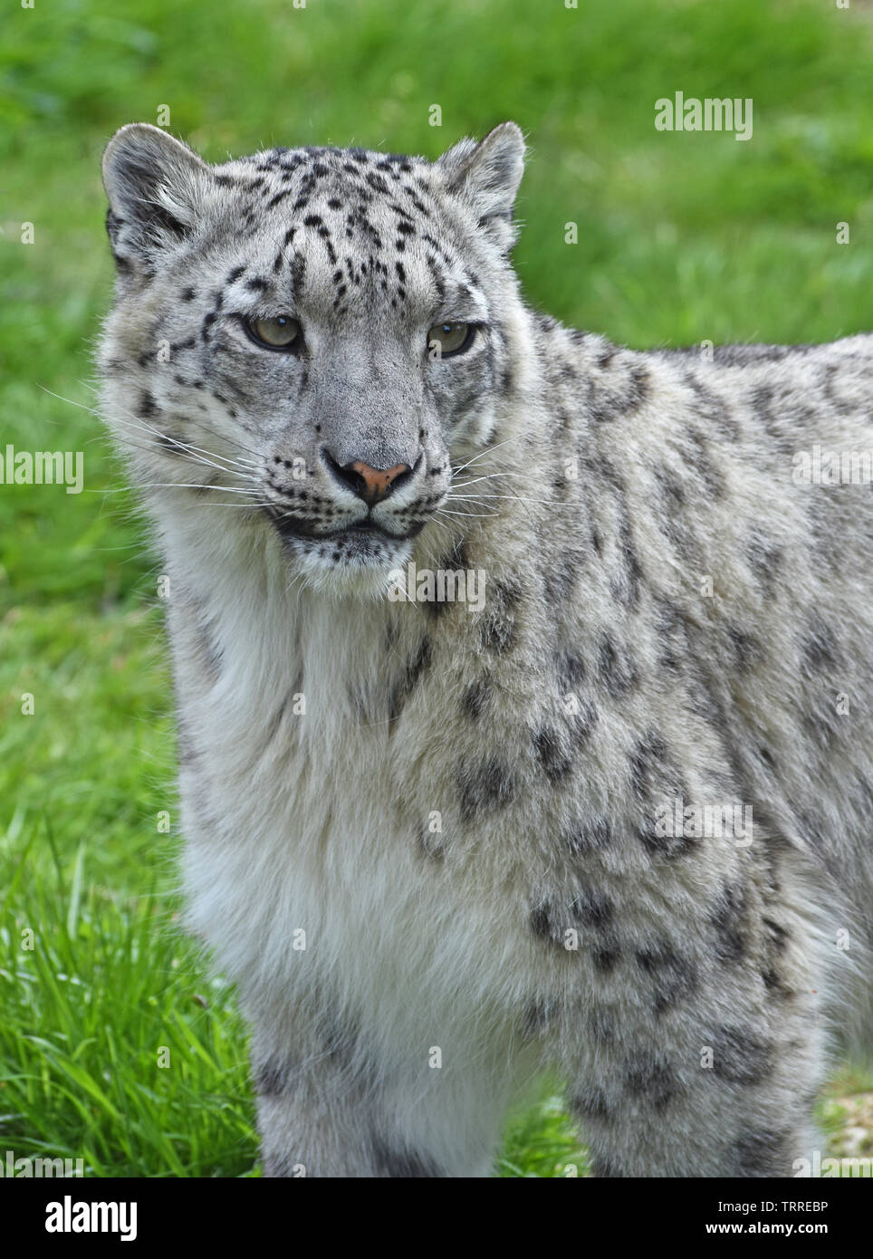 Snow Leopard - in Enclosure - Portrait Stock Photo