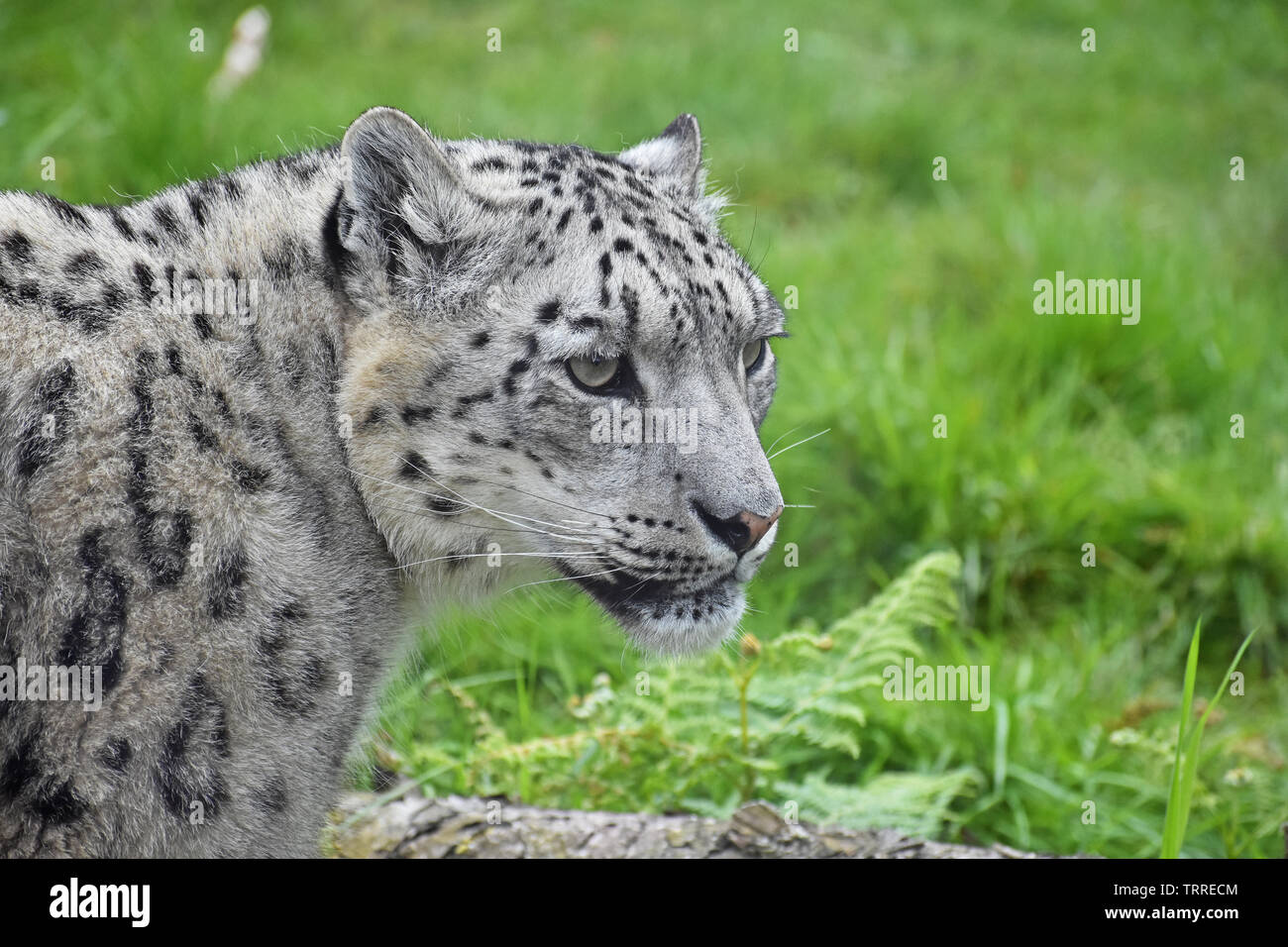 Snow Leopard - in Enclosure - Portrait Stock Photo