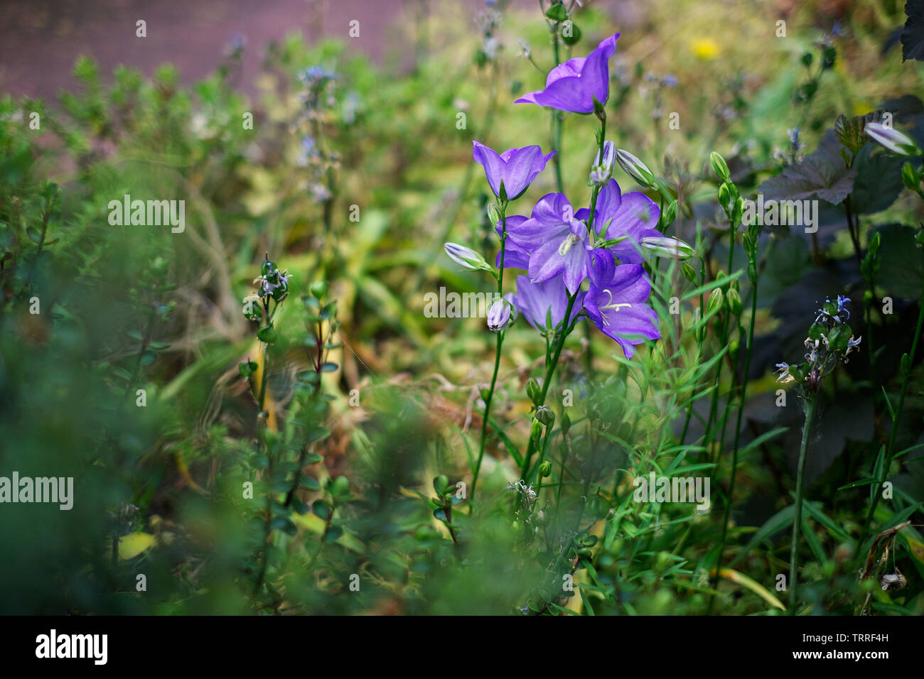 Campanula Persicifolia. Fairy Bellflower on the side of a footpath. Wells, Somerset Stock Photo