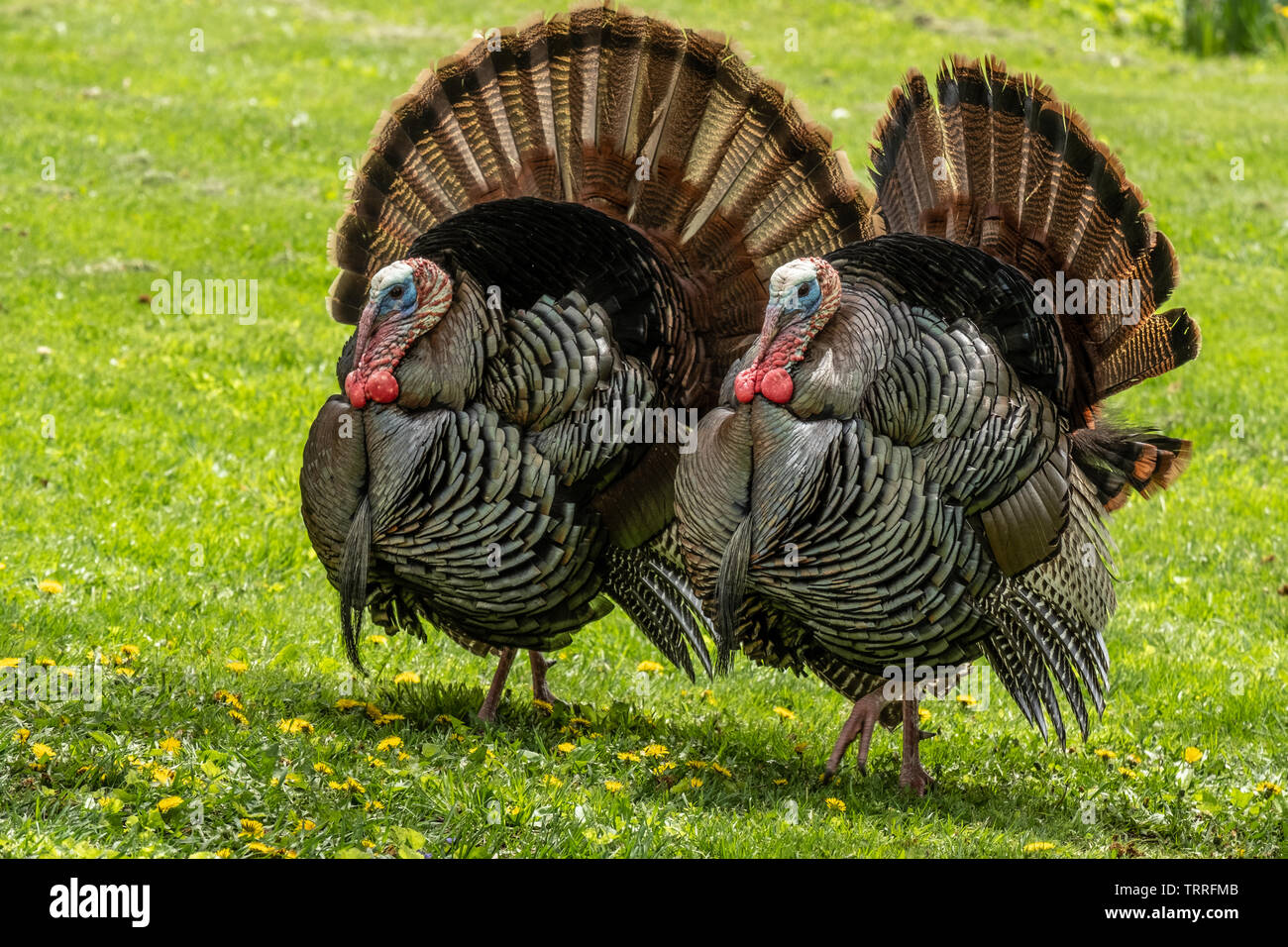 Tom turkey displaying Stock Photo