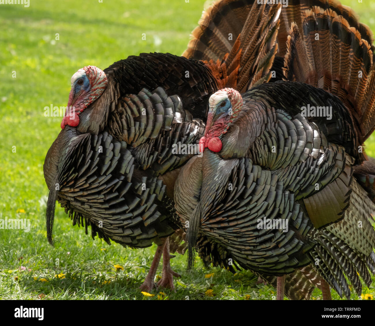 Tom turkey displaying Stock Photo