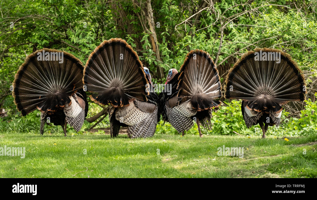 Four Tom Turkeys Displaying for the female wild turkeys Stock Photo