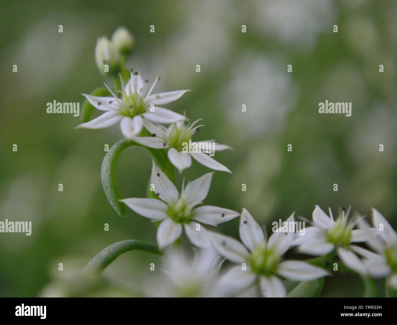 Close up of Spanish stonecrop white flowers in the garden, Sedum hispanicum L Stock Photo