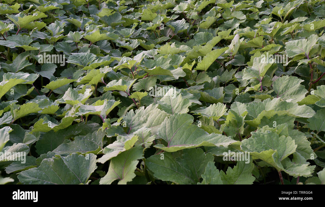 Dense lush growth of young Noogoora Burr plants on drying swamp. Stock Photo