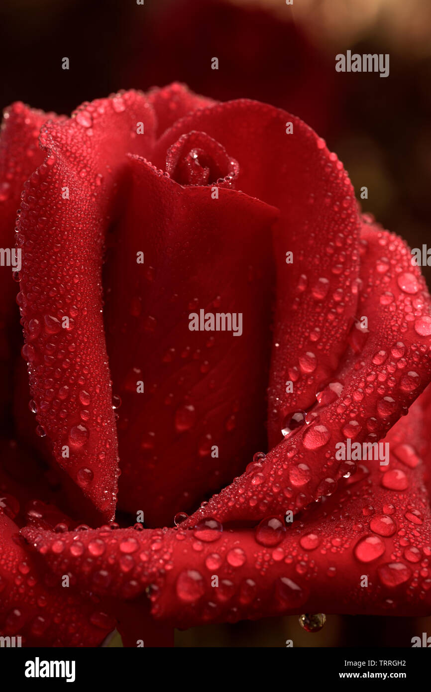 Soft early light on a red rosebud, close-up. The morning after a late shower of rain. Stock Photo