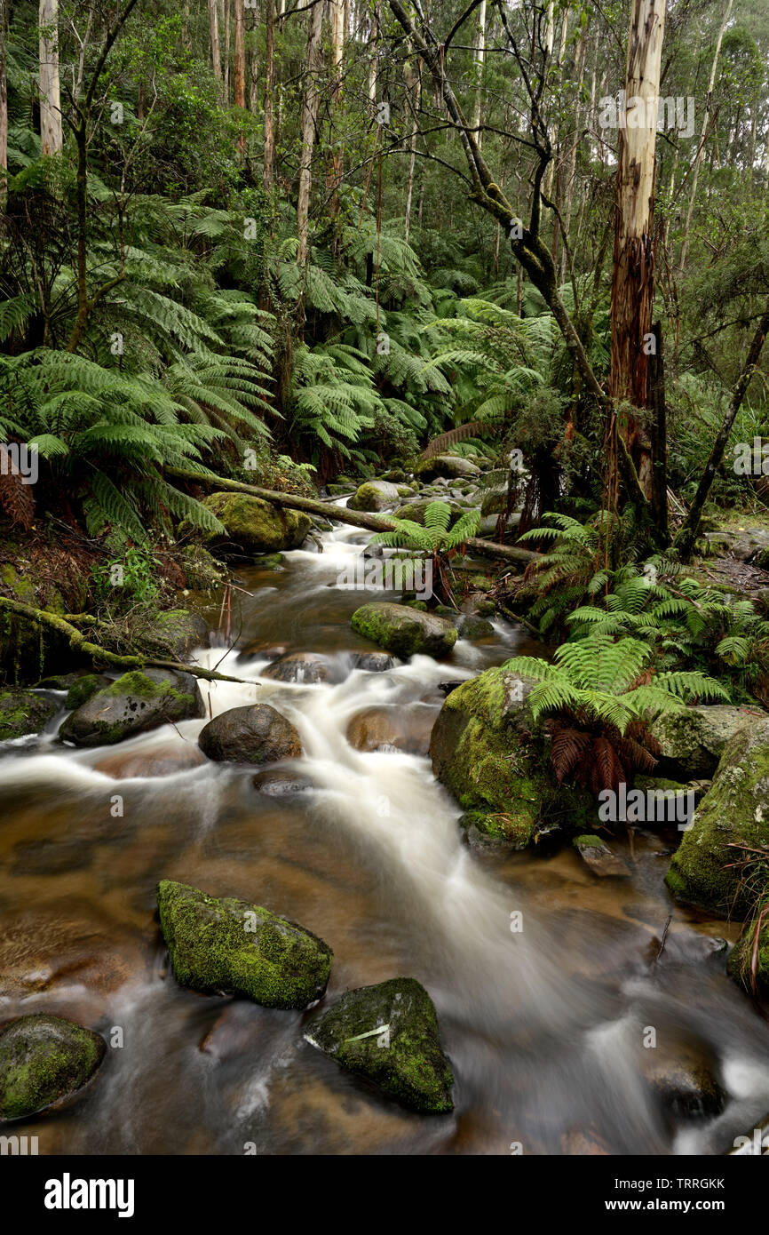 Fast flowing river surrounded by tree ferns and tall trees. Stock Photo