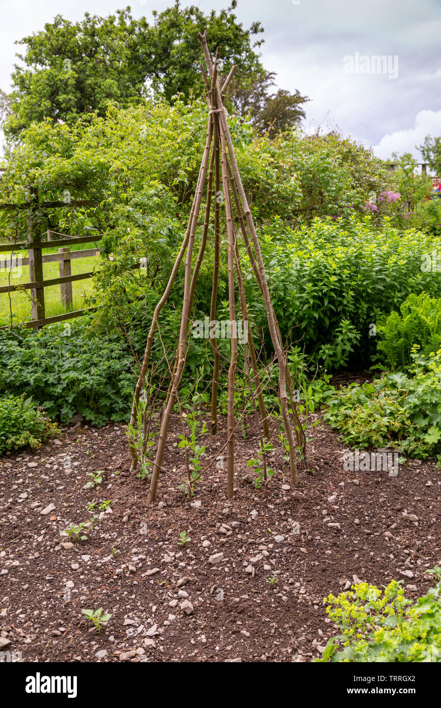Bean poles shaped into a wigwam in a garden Stock Photo