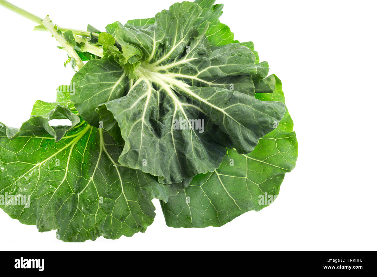 Collard, or Couve Galega in Portugal, is a cultivar of Brassica oleracea used to make the popular Portuguese soup Caldo Verde (Green Broth), in which Stock Photo