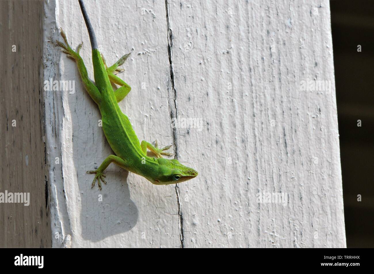 The green anole, the American chameleon. Stock Photo