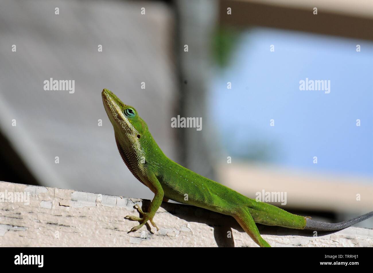 The green anole, the American chameleon. Stock Photo