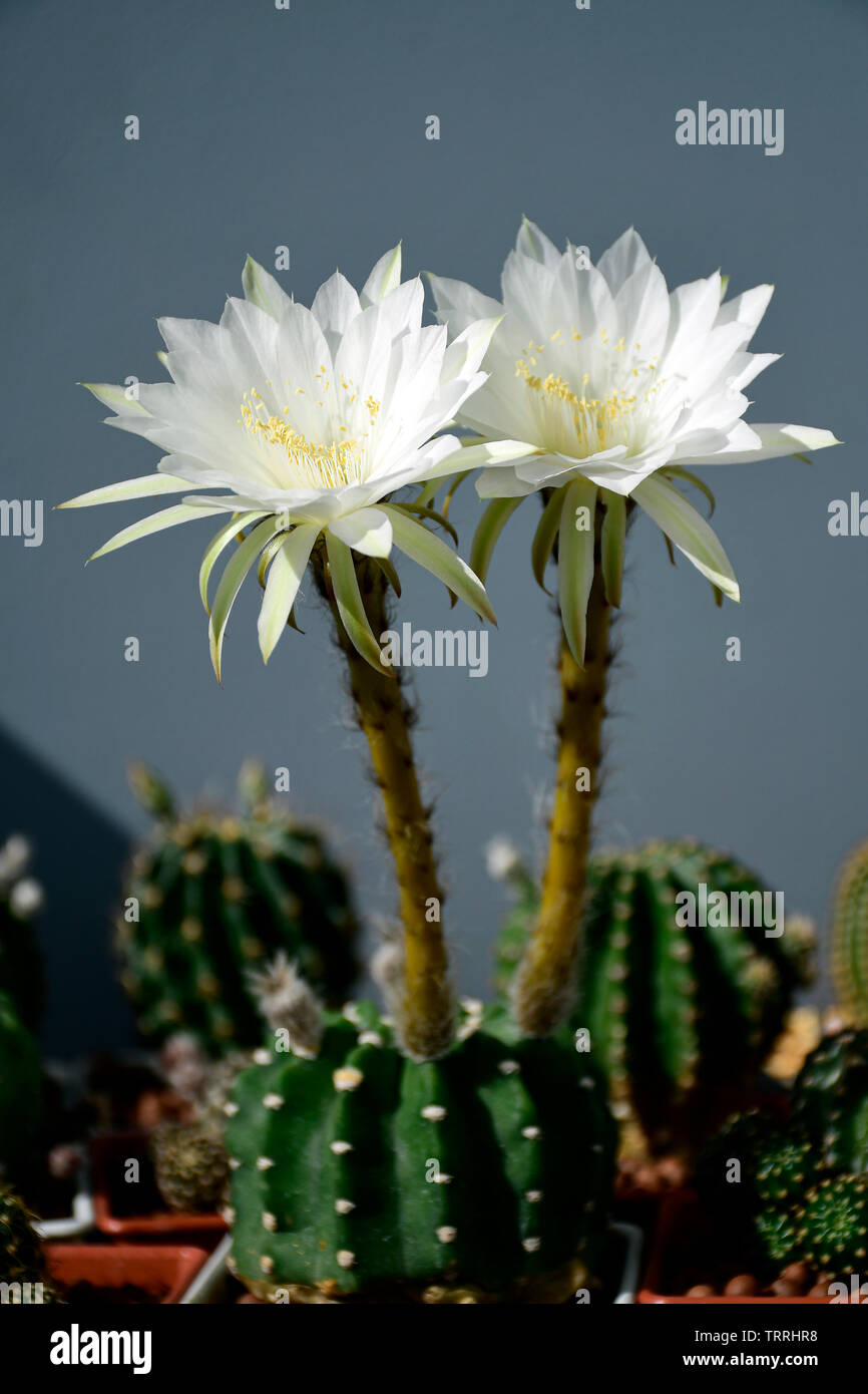 Echinopsis subdenudata shows fully blossom of white flower with fragrant. Stock Photo