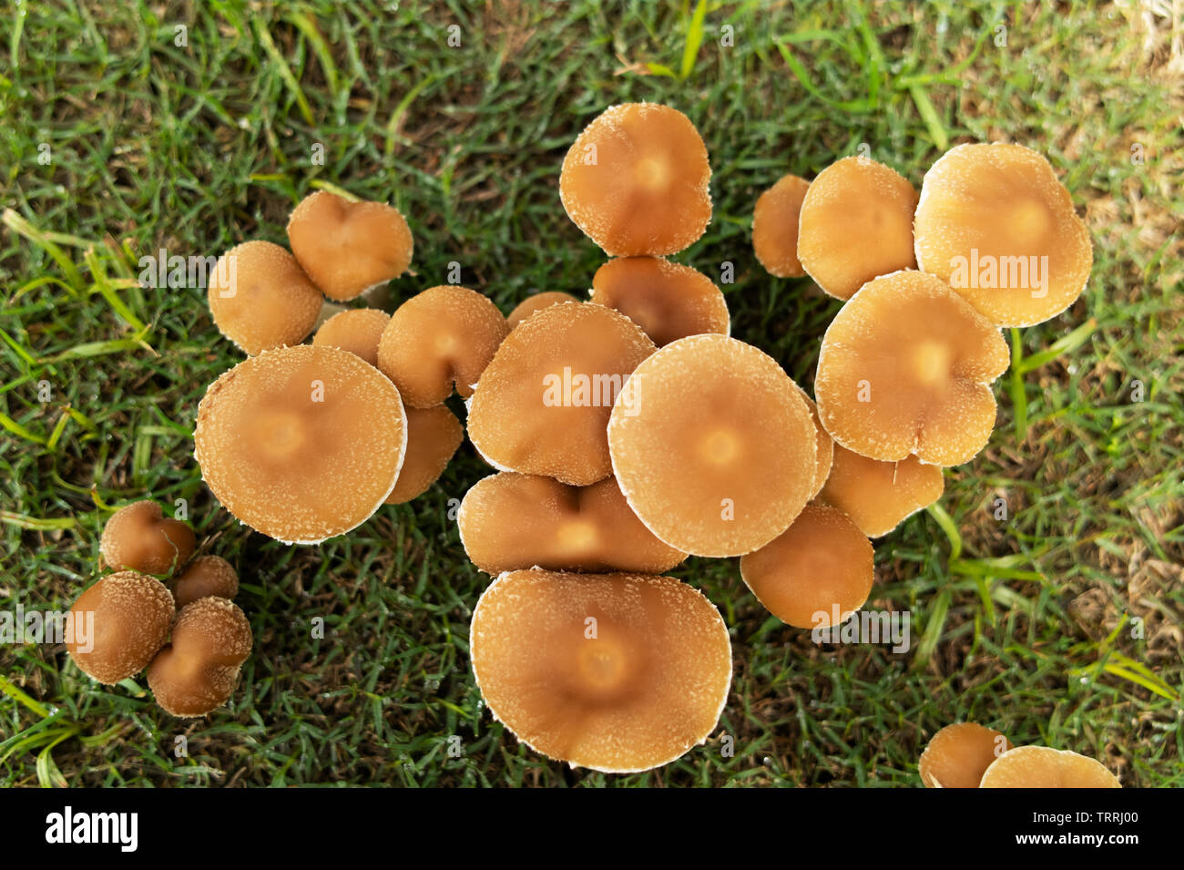 Top view of mushrooms over grass. Stock Photo
