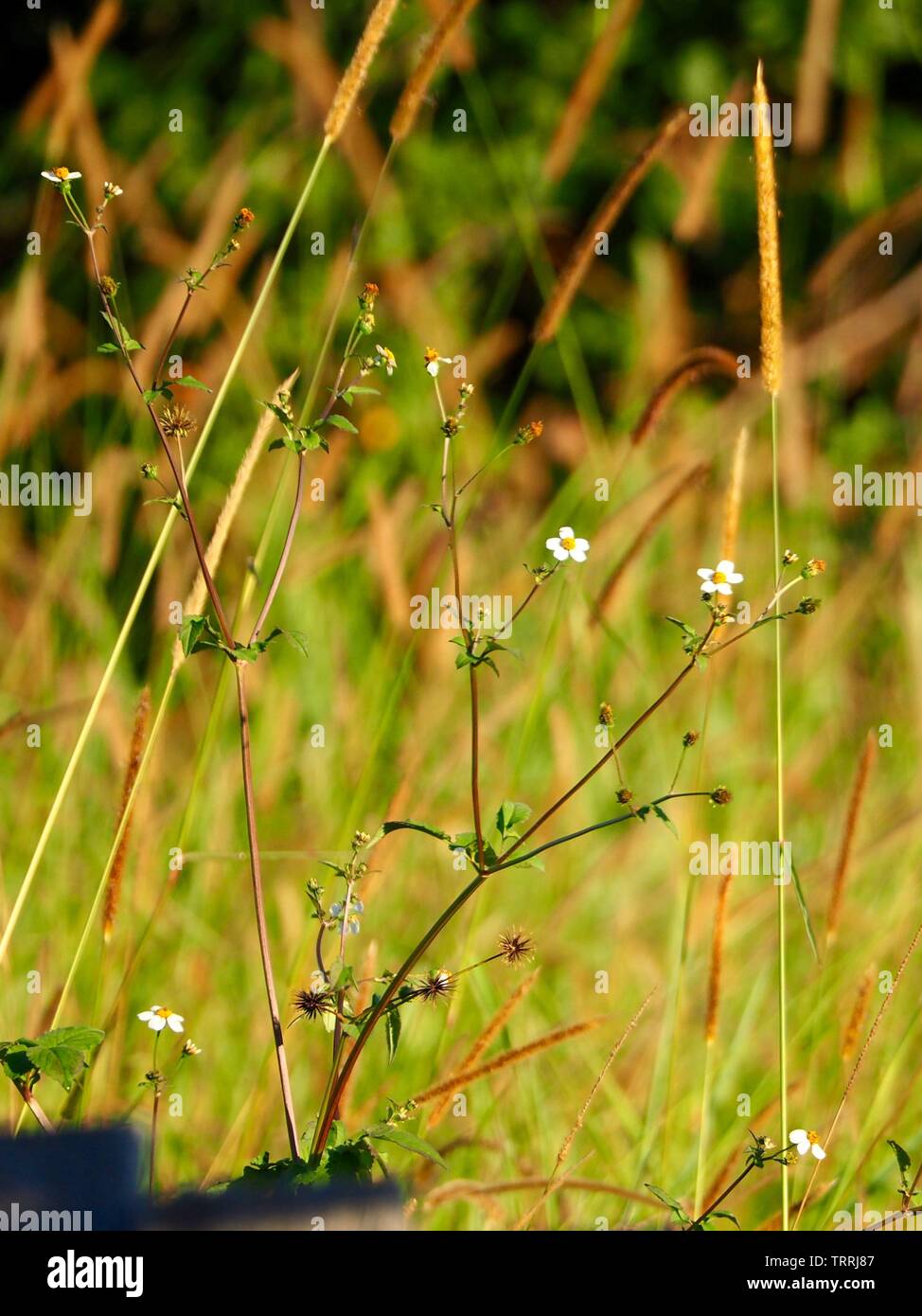 Tiny white flowers on weed Stock Photo Alamy