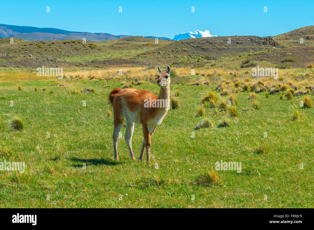A guanaco (Lama guanicoe) in the springtime meadows of Torres del Paine national park, Puerto Natales, Patagonia, Chile. Stock Photo