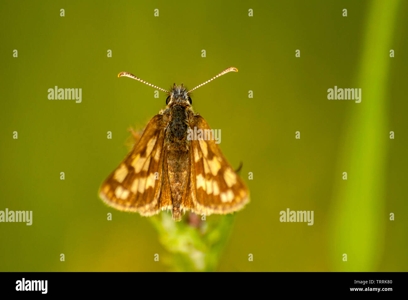 Moth Loxostege sticticalis on plant, West Siberia region Stock Photo
