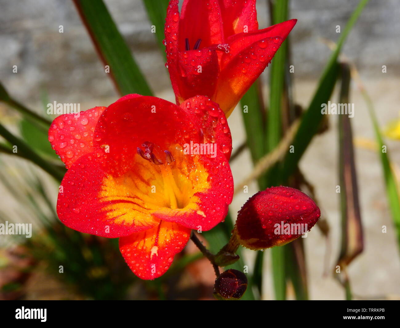 Colourful fressia flowers with tiny water drops are blooming in my home garden. Stock Photo