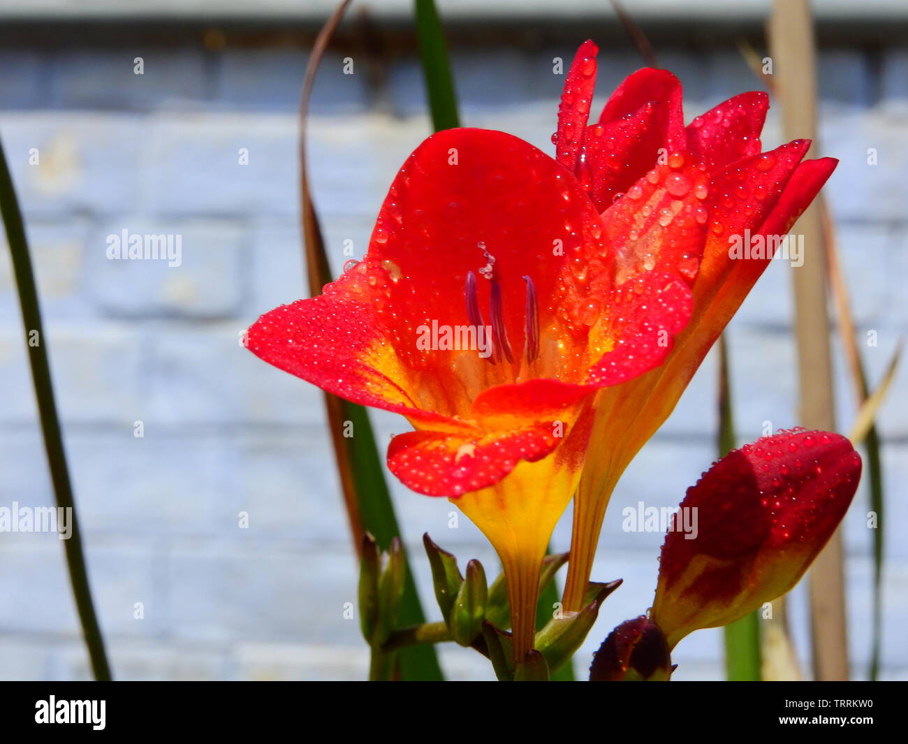 Colourful fressia flowers with tiny water drops are blooming in my home garden. Stock Photo