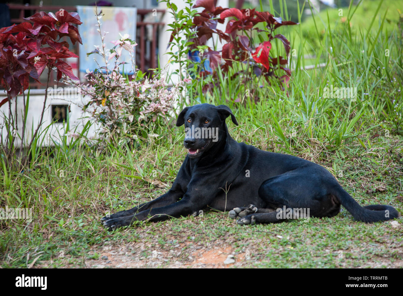 Big black dog with long tail laying on the floor Stock Photo Alamy
