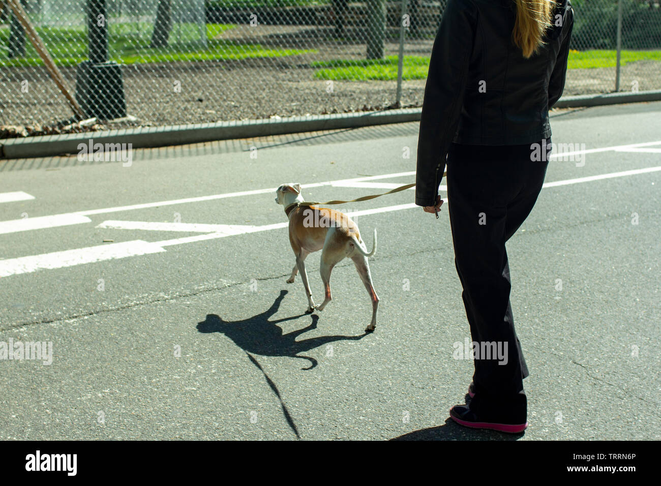Woman crossing street with her dog Stock Photo - Alamy