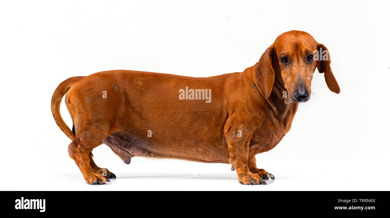 Teckel puppy, brown dachshund dog, isolated over white background Stock  Photo - Alamy