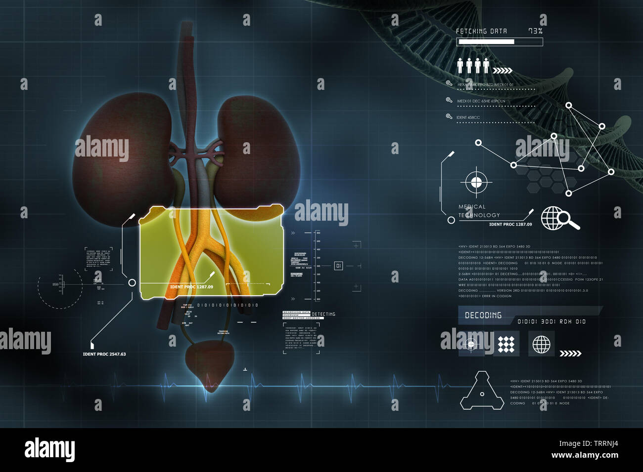 urinary system Stock Photo