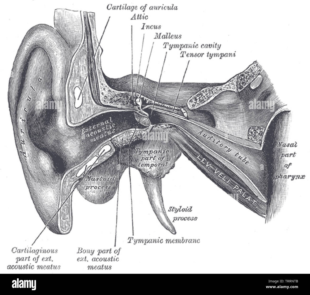 adenoid auditory tube adenoid auditory tube