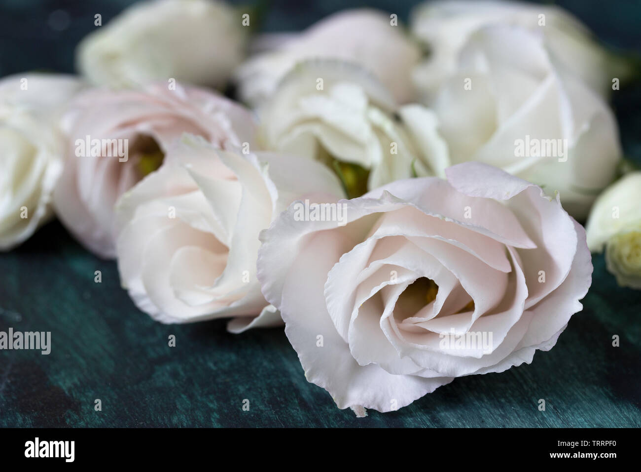 White Wood Roses Romantic rose hi-res stock photography and images - Alamy