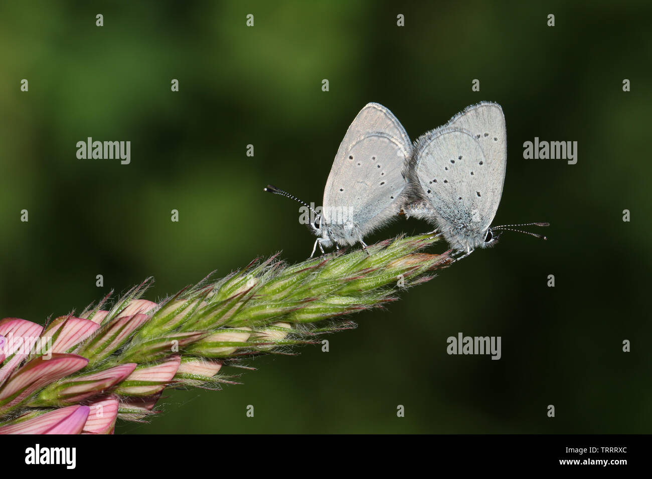 A mating pair of rare Small Blue Butterfly, Cupido minimus, perching on the tip of a Sainfoin, onobrychis, flower. Stock Photo