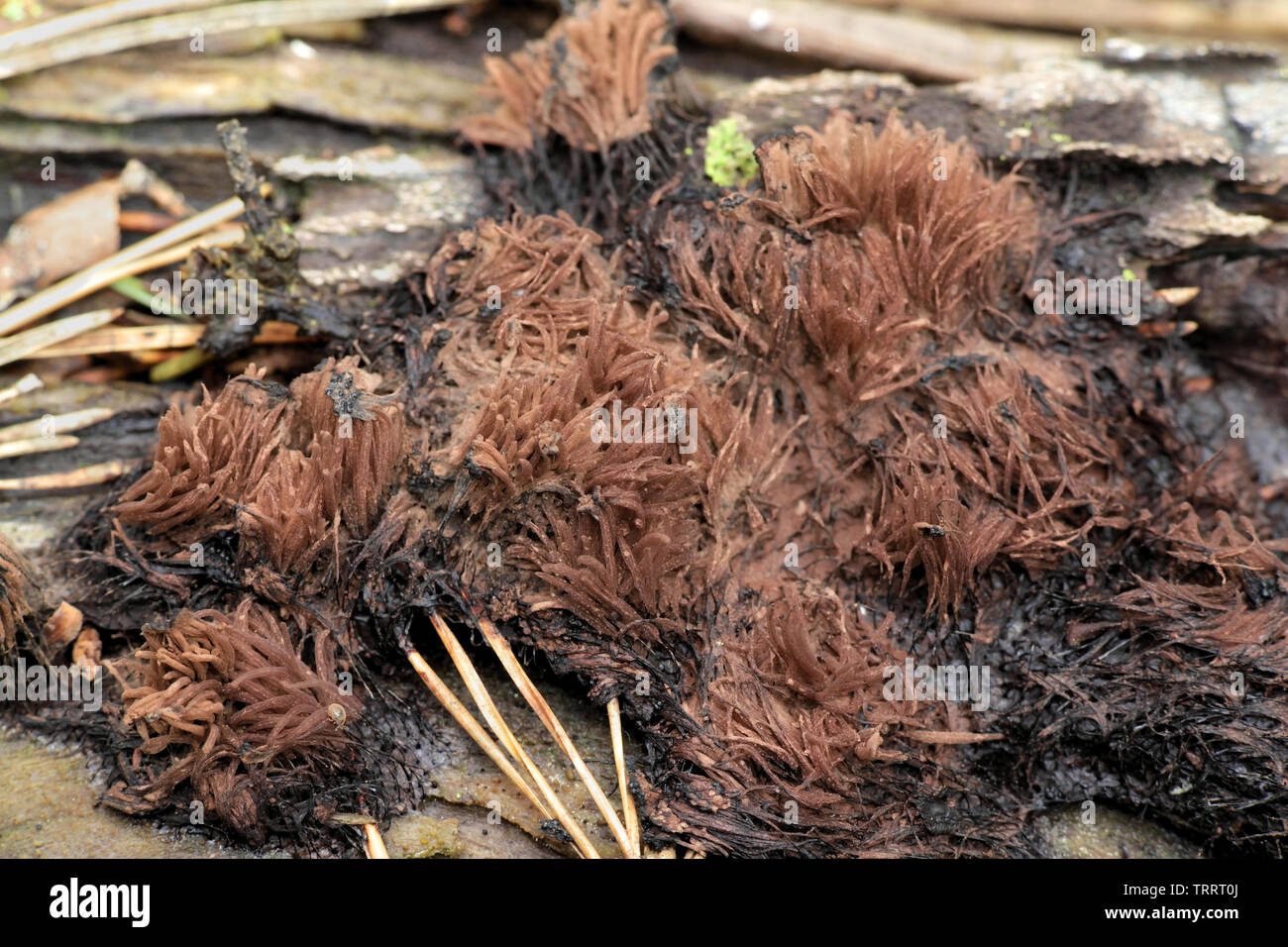 Brown slime mold, Stemonitis axifera Stock Photo