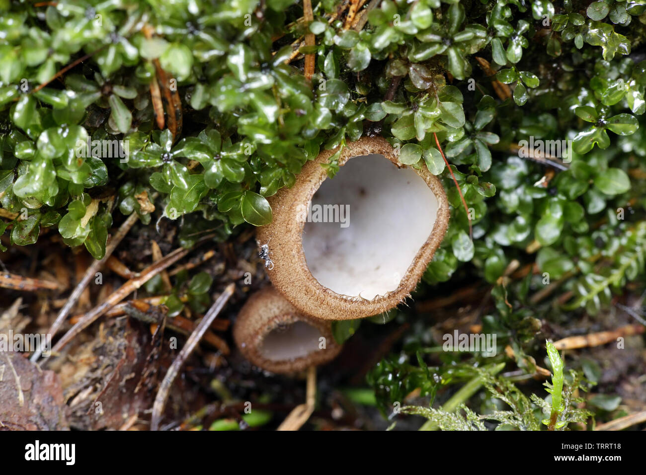 Humaria hemisphaerica, commonly known as the hairy fairy cup or the brown-haired fairy cup Stock Photo