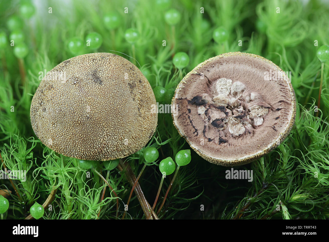 Elaphomyces granulatus, known as False Truffle or Deer Truffle, a subterrean fungus from Finland Stock Photo