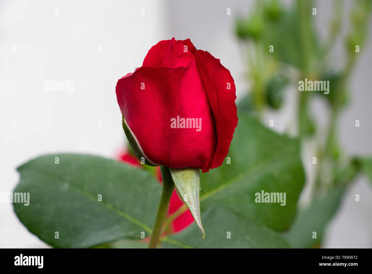 Beautiful red rose green blury background Stock Photo - Alamy