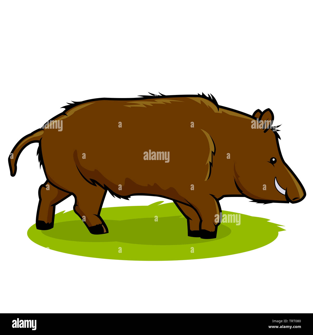 Illustration of a wild boar. Stock Photo