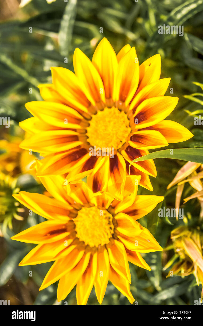 Gazania African Daisies Daisy Like Composite Flower Shades Of Yellow Growing In Summer Its A Flowering Plants In Asteraceae Family Of Southern Afri Stock Photo Alamy