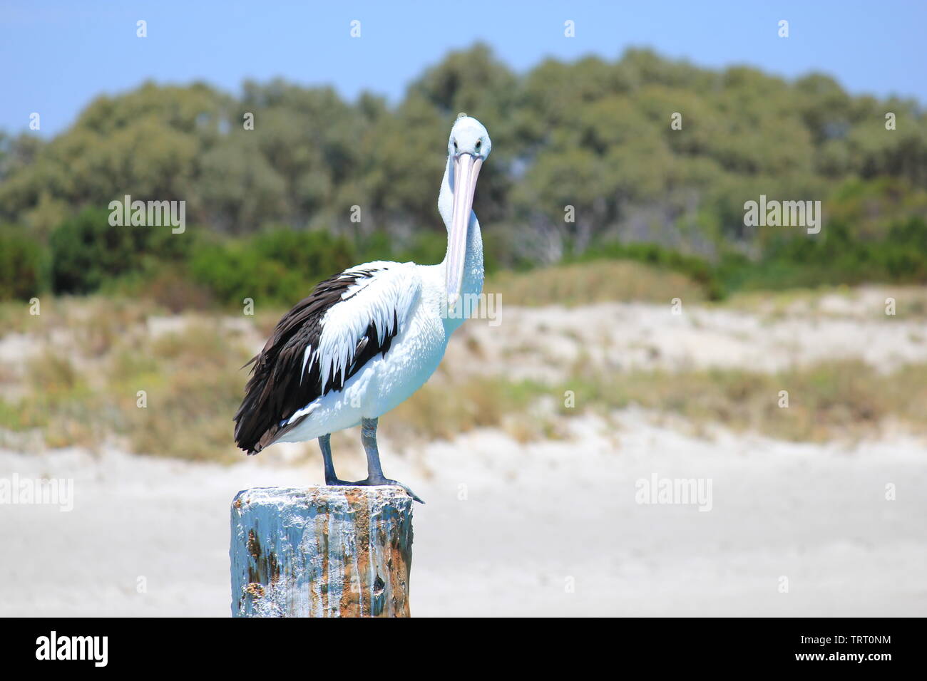 Australian Pelican on a pole next to Woodman Point Ammo Jetty, south of Perth, Western Australia. Stock Photo