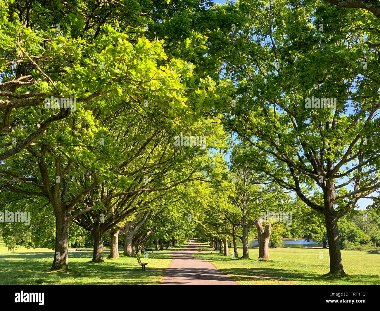 Southampton common in southampton hi-res stock photography and images ...