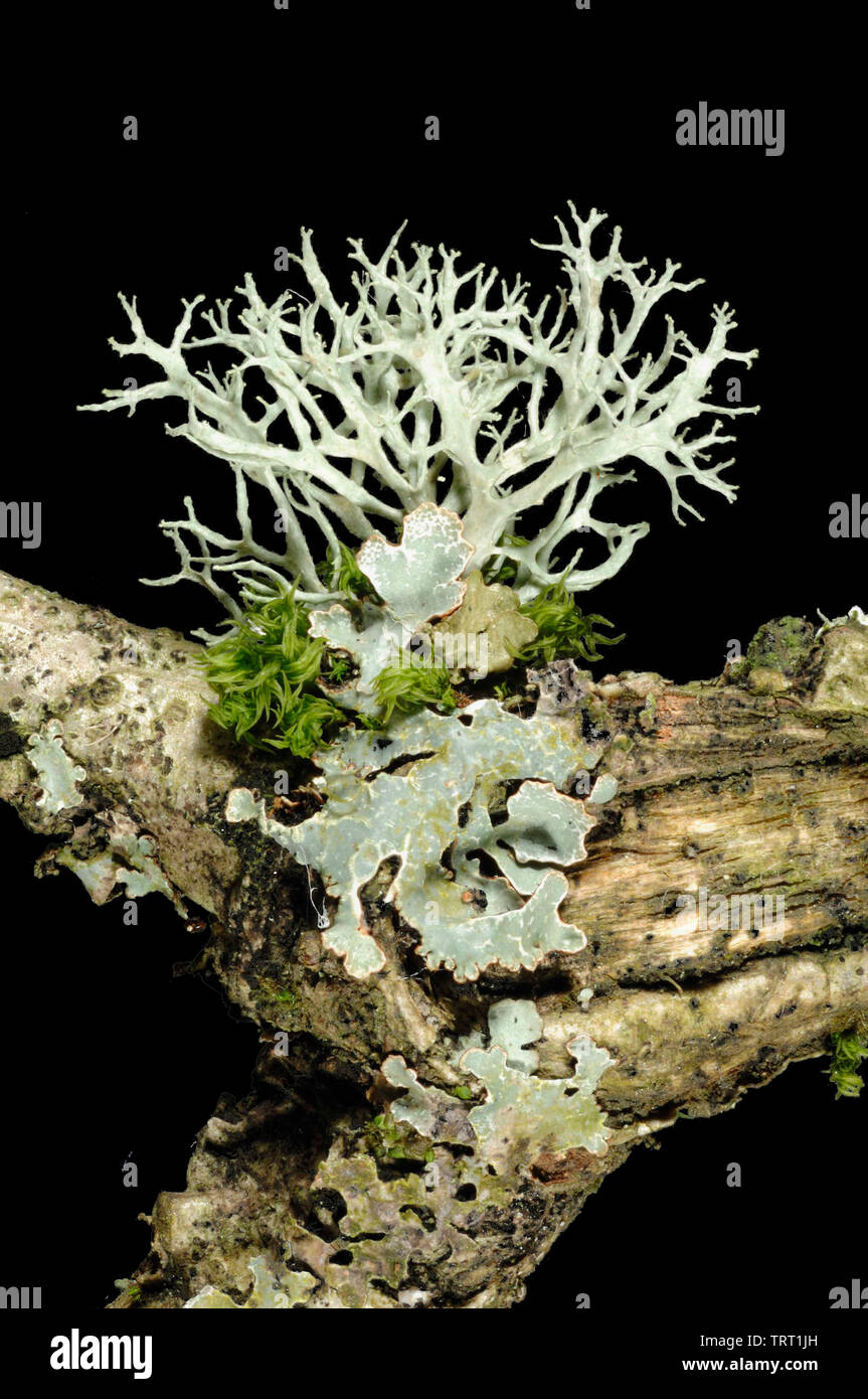 Lichen of the genus cladonia Stock Photo