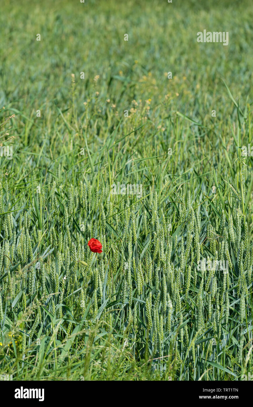 Solitary red poppy in field of green crops Stock Photo